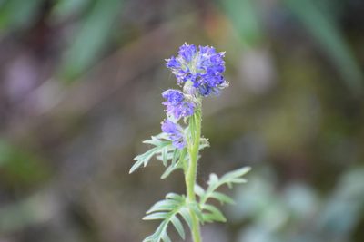 Phacelia franklinii, photographed by Syd Cannings