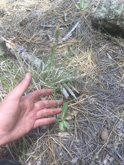 Hieracium fendleri, photographed by Trystan Harpold