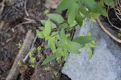 Osmorhiza occidentalis, photographed by Ken-ichi Ueda