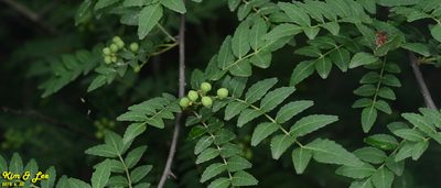 Zanthoxylum schinifolium, photographed by Kim, Hyun-tae