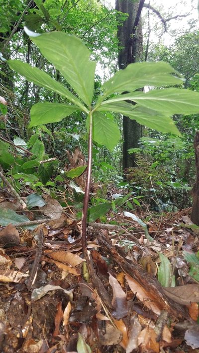 Arisaema macrospathum, photographed by Alan Rockefeller