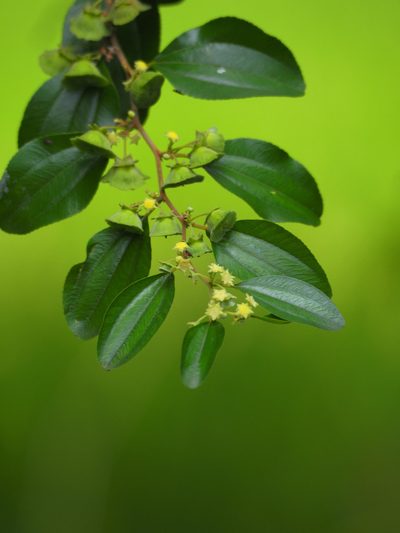 Paliurus ramosissimus, photographed by 葉子
