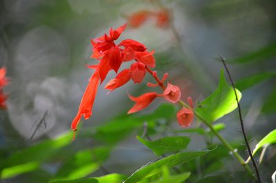 Salvia splendens, photographed by B. Phalan