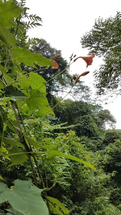 Ipomoea funis, photographed by Alan Rockefeller