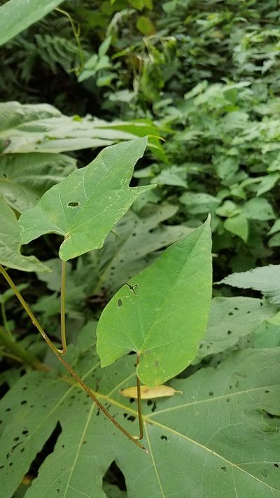 Ipomoea funis, photographed by Alan Rockefeller