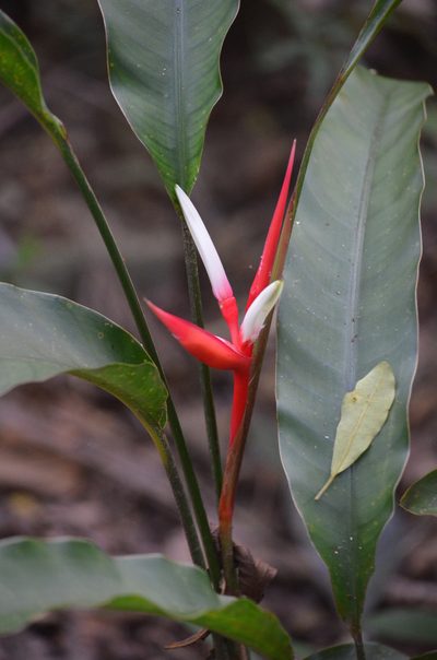 Heliconia angusta, photographed by B. Phalan
