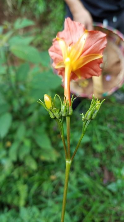 Ipomoea funis, photographed by Alan Rockefeller
