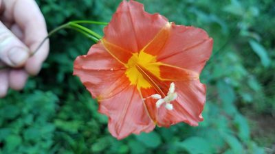 Ipomoea funis, photographed by Alan Rockefeller