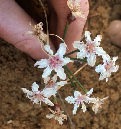Hessea cinnamomea, photographed by Jeremy Gilmore