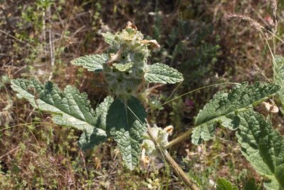 Phlomoides speciosa, photographed by Вячеслав Юсупов