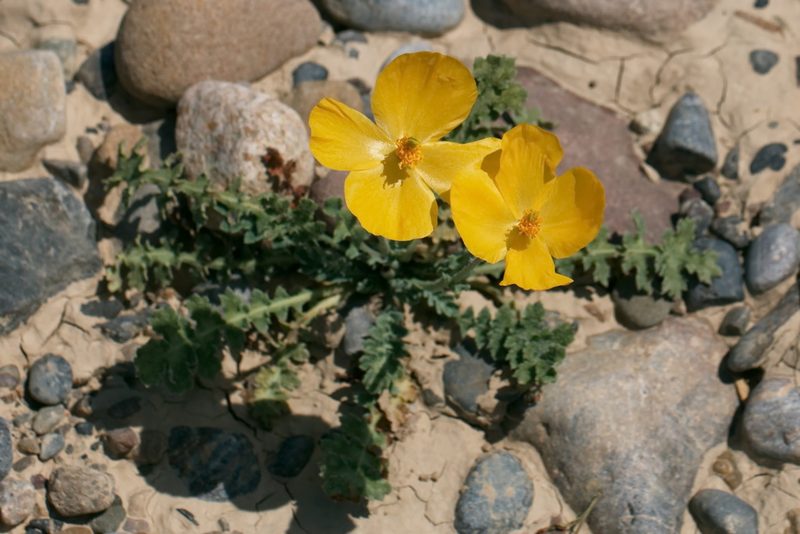 Glaucium fimbrilligerum, photographed by Вячеслав Юсупов
