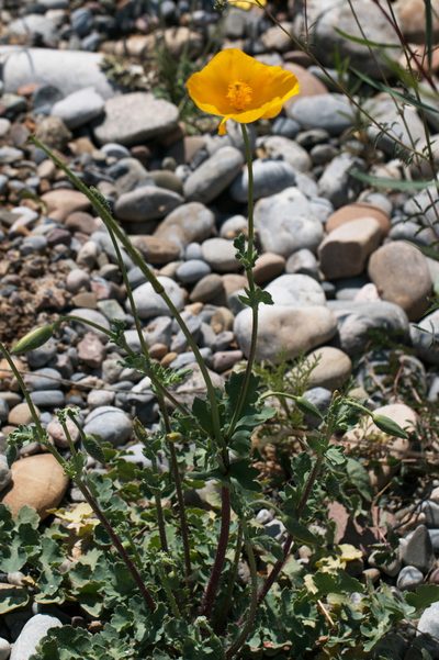Glaucium fimbrilligerum, photographed by Вячеслав Юсупов