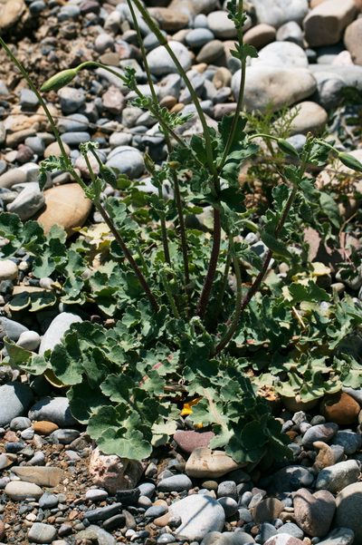 Glaucium fimbrilligerum, photographed by Вячеслав Юсупов