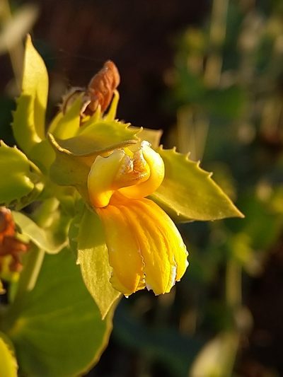 Goodenia panduriformis, photographed by SJM McFish