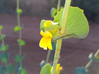 Goodenia panduriformis, photographed by SJM McFish