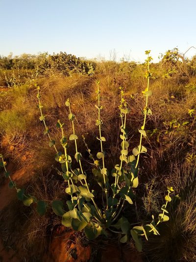 Goodenia panduriformis, photographed by SJM McFish