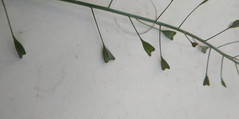 Capsella orientalis, photographed by Yurii Basov