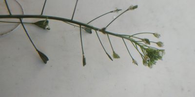Capsella orientalis, photographed by Yurii Basov