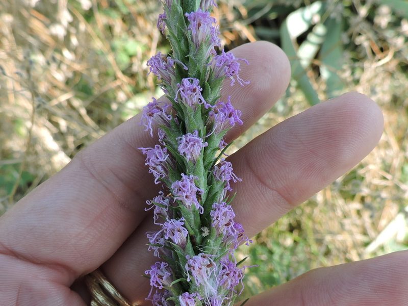 Liatris aestivalis, photographed by Sam Kieschnick