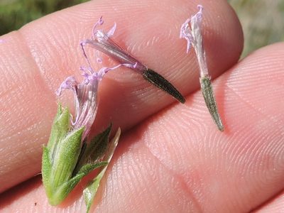 Liatris aestivalis, photographed by Sam Kieschnick