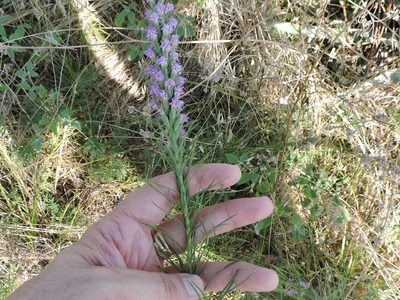 Liatris aestivalis, photographed by Sam Kieschnick