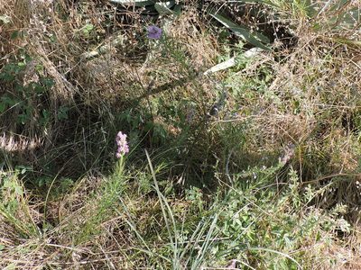 Liatris aestivalis, photographed by Sam Kieschnick
