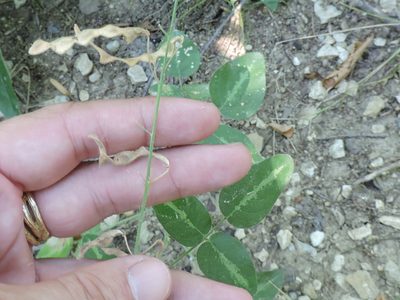Desmodium tweedyi, photographed by Sam Kieschnick