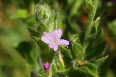 Epilobium densiflorum, photographed by Scott Loarie