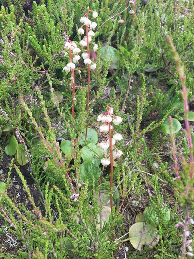 Pyrola media, photographed by Dorte Stokholm
