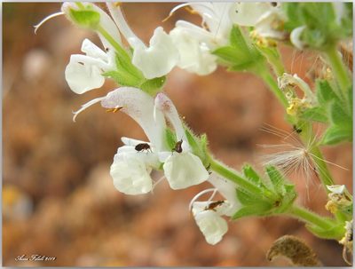 Salvia argentea, photographed by Aissa Djamel Filali