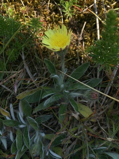 Pilosella peleteriana, photographed by Dorte Stokholm