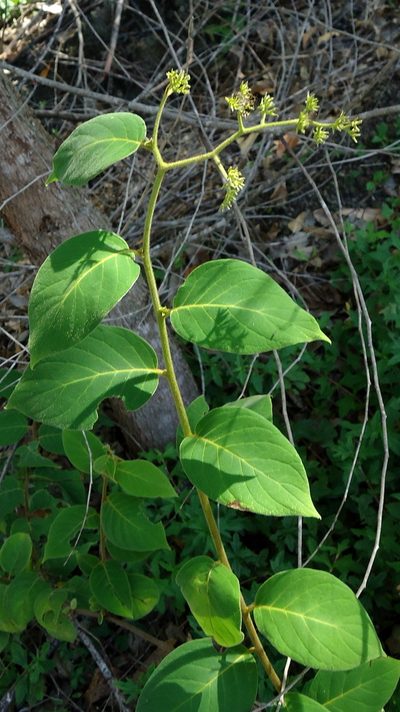Tournefortia villosa, photographed by russiannaturalistbrazil