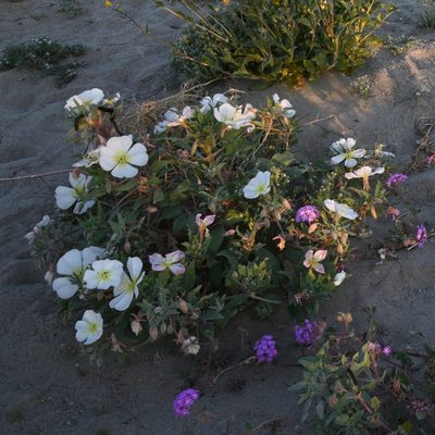 Oenothera deltoides, photographed by Gerard Walschlager