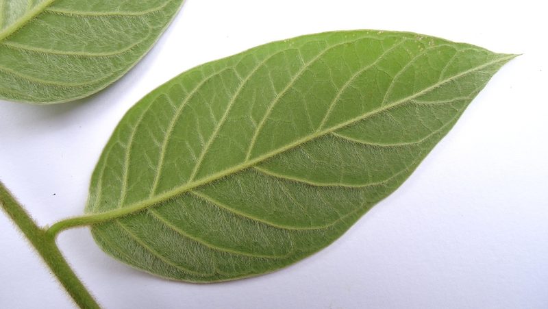 Tournefortia villosa, photographed by russiannaturalistbrazil