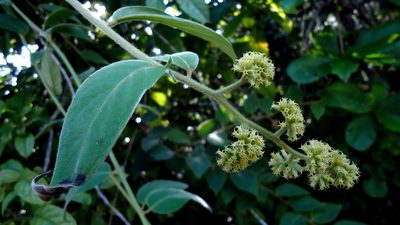 Tournefortia villosa, photographed by russiannaturalistbrazil