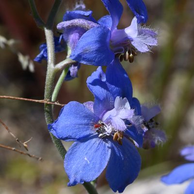 Delphinium parishii, photographed by Gerard Walschlager