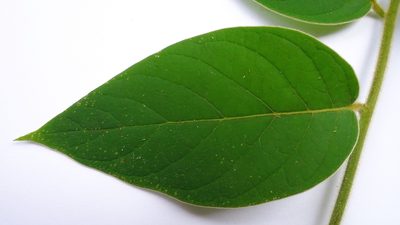 Tournefortia villosa, photographed by russiannaturalistbrazil