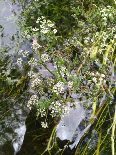 Oenanthe fluviatilis, photographed by timharris