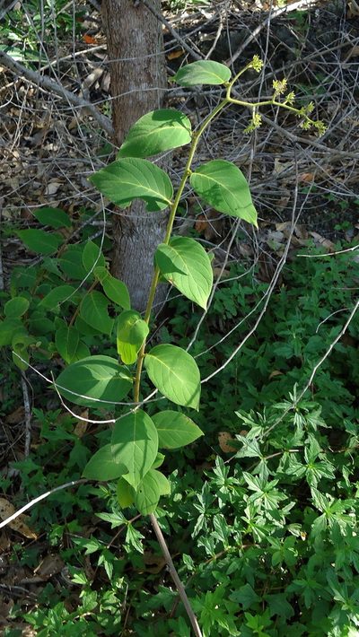 Tournefortia villosa, photographed by russiannaturalistbrazil