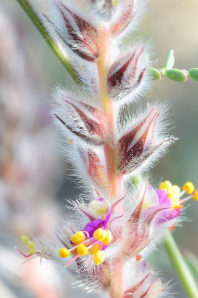 Dalea pringlei, photographed by Gerard Walschlager