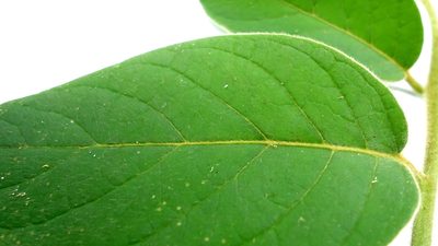 Tournefortia villosa, photographed by russiannaturalistbrazil