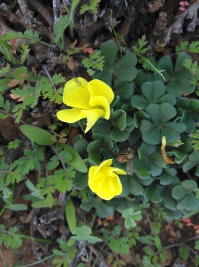 Oxalis lasiorhiza, photographed by Brian du Preez