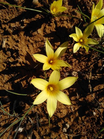Romulea montana, photographed by Brian du Preez