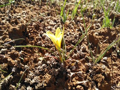 Romulea montana, photographed by Brian du Preez