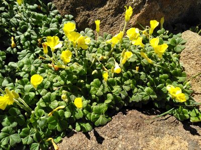 Oxalis lasiorhiza, photographed by Brian du Preez