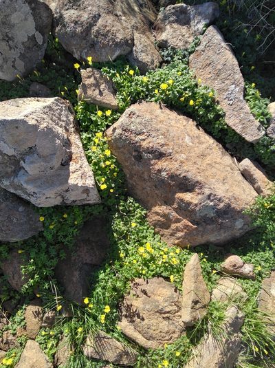 Oxalis lasiorhiza, photographed by Brian du Preez