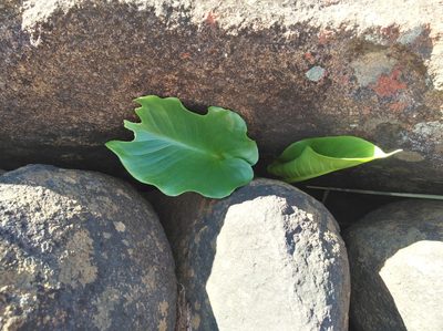 Zantedeschia odorata, photographed by Brian du Preez