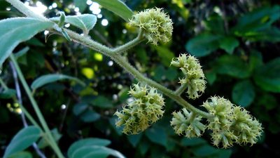 Tournefortia villosa, photographed by russiannaturalistbrazil