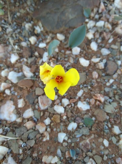 Oxalis salteri, photographed by Brian du Preez