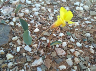 Oxalis salteri, photographed by Brian du Preez
